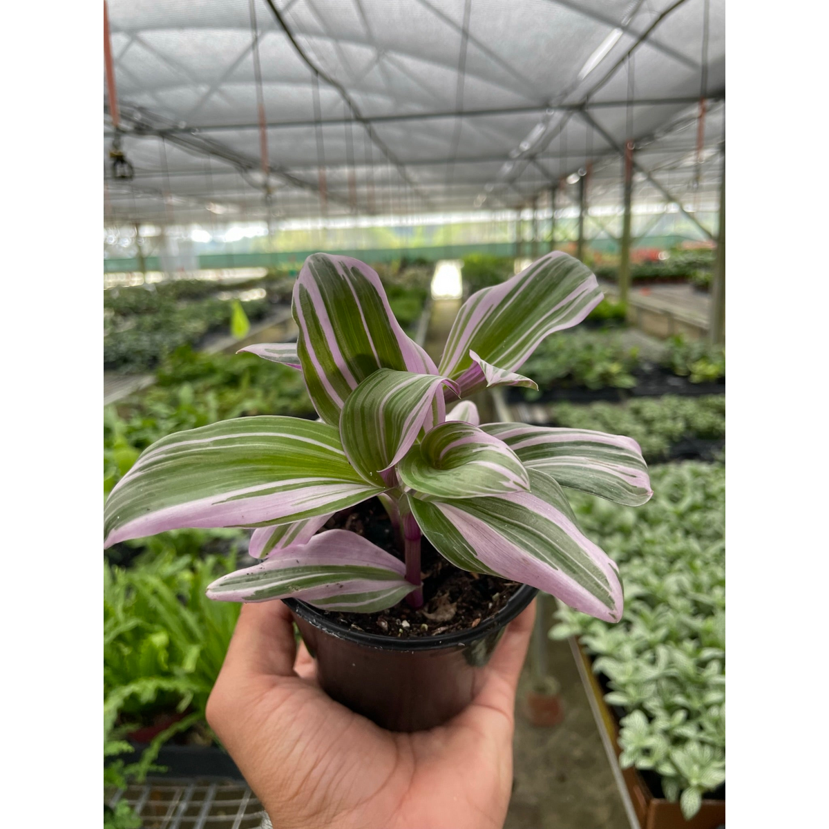 Tradescantia 'Nanouk'