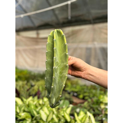 Cactus Cereus Peruvianus - 1.5 FT