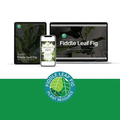 Fiddle Leaf Fig Potting Soil Mix  by Fiddle Leaf Fig Plant Resource | Premium Organic Soil with Enhanced Drainage for Fast Growth and Healthy Roots (Large Bag) by Houseplant Resource Center