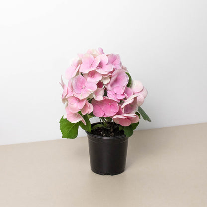 Pink Hydrangea