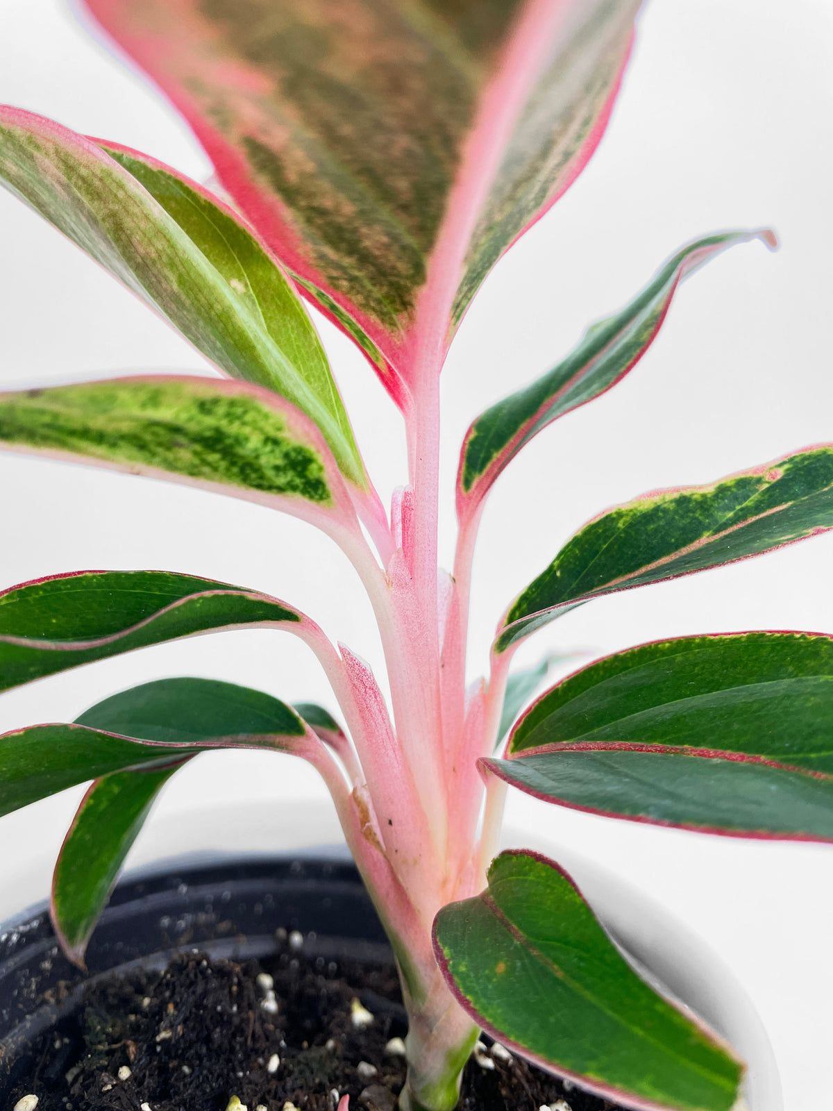 Aglaonema Red Siam Aura by Bumble Plants