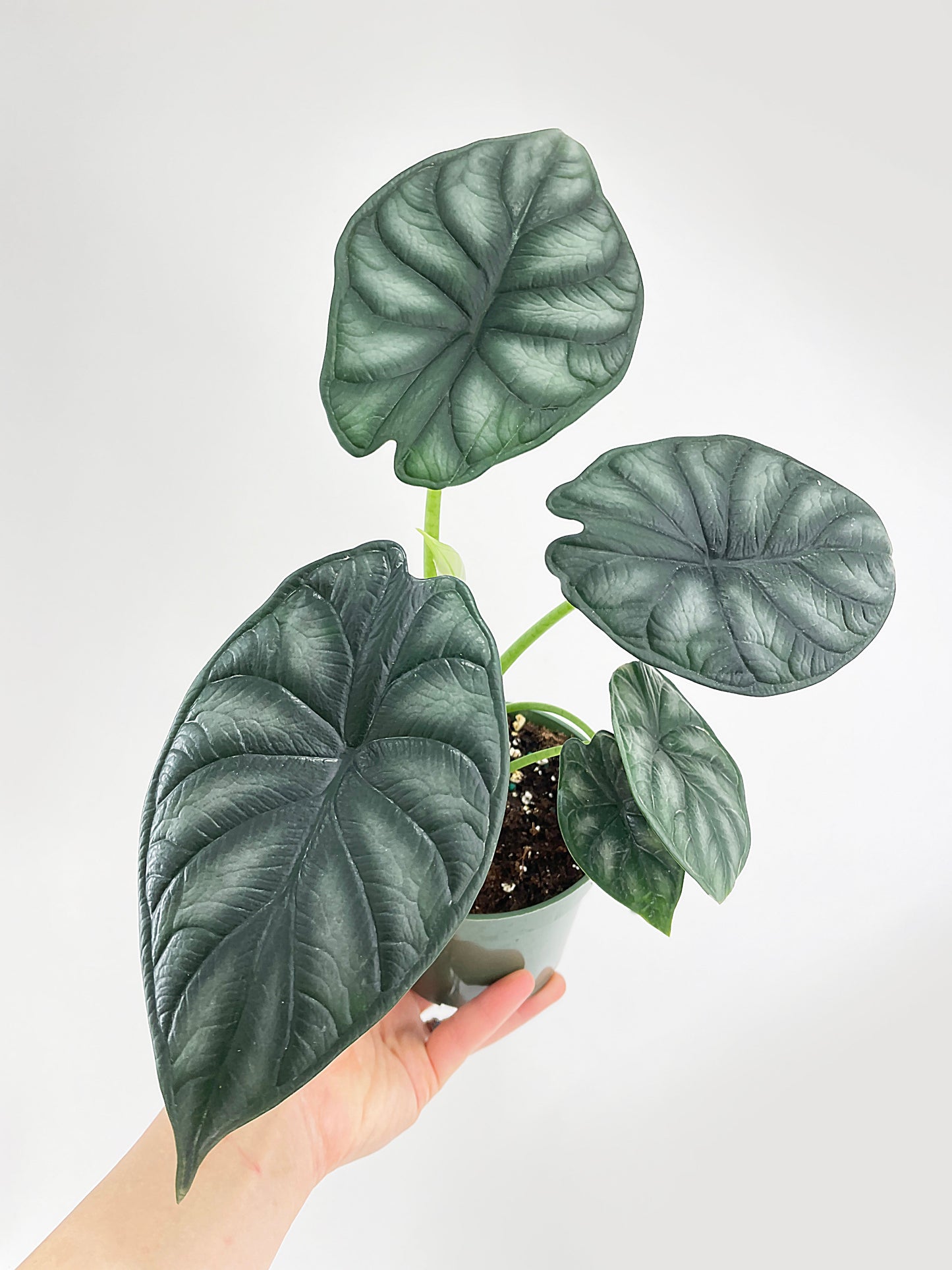 Alocasia Baginda 'Dragon Scale' by Bumble Plants