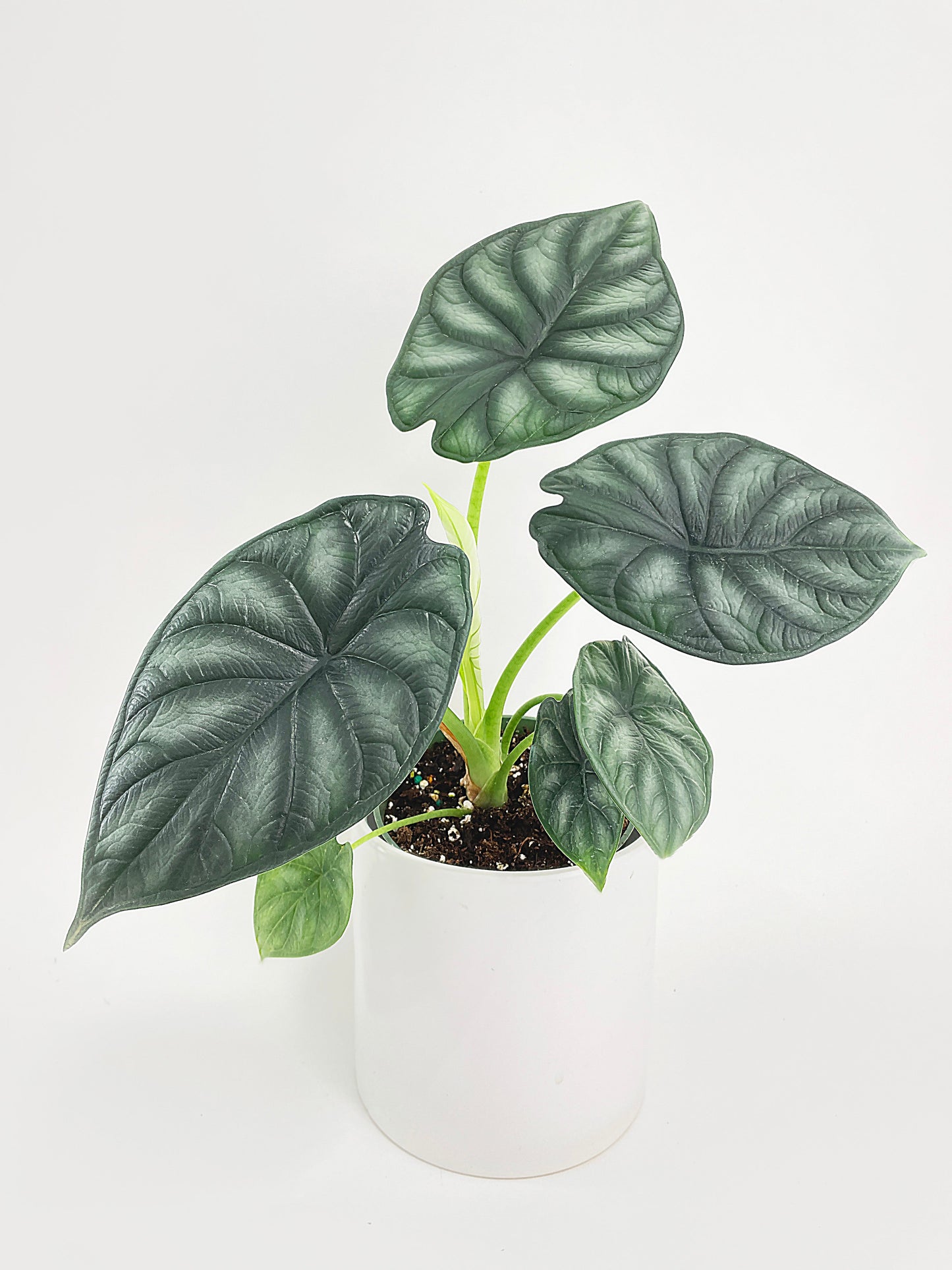 Alocasia Baginda 'Dragon Scale' by Bumble Plants