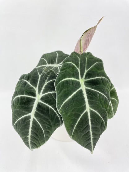 Alocasia Black Velvet by Bumble Plants