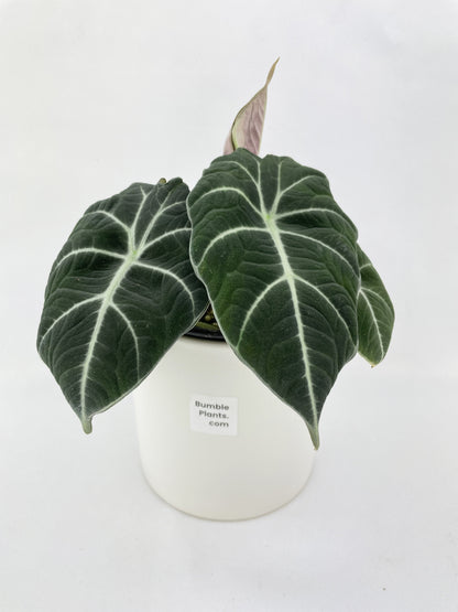 Alocasia Black Velvet by Bumble Plants