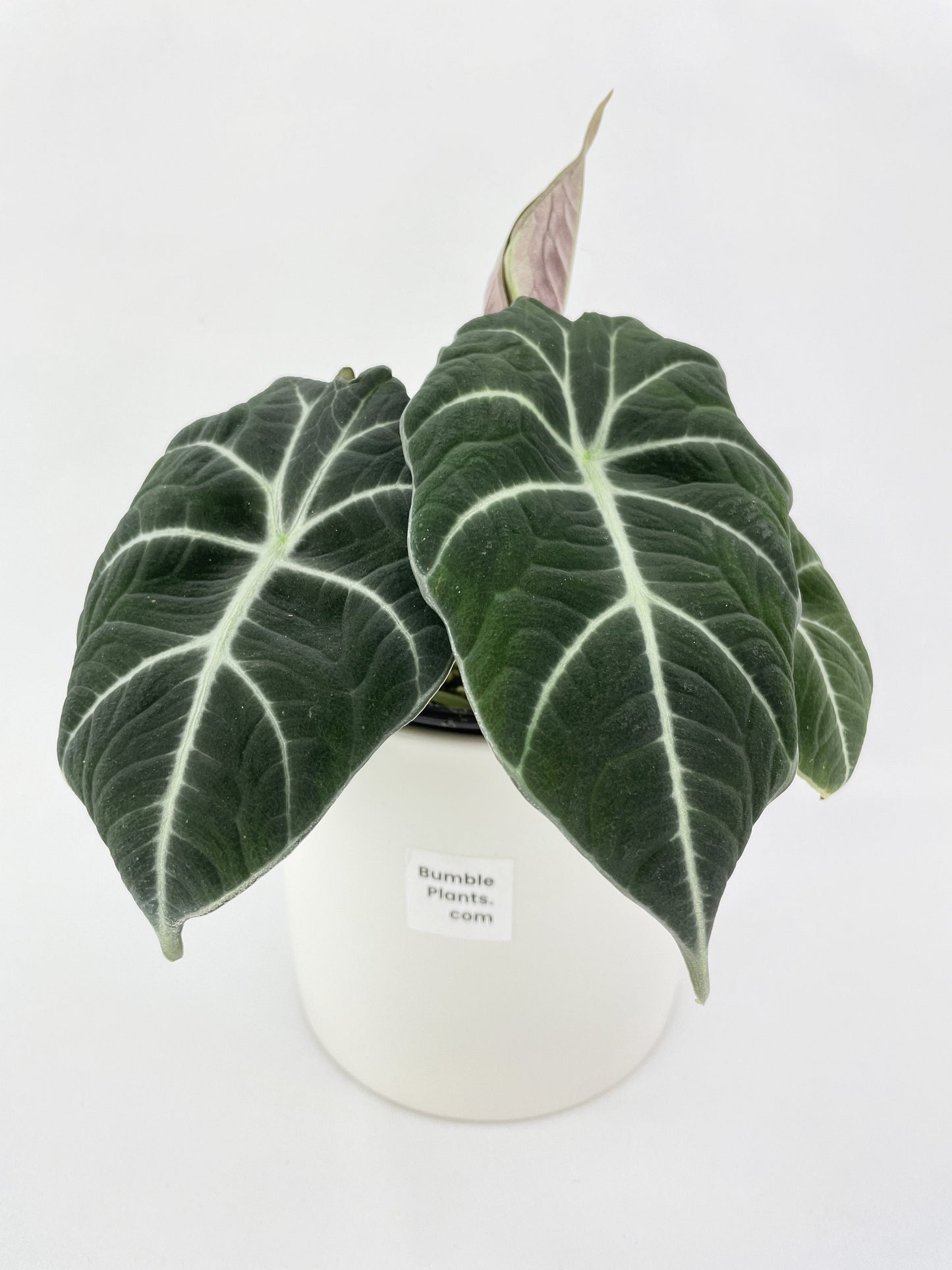 Alocasia Black Velvet by Bumble Plants