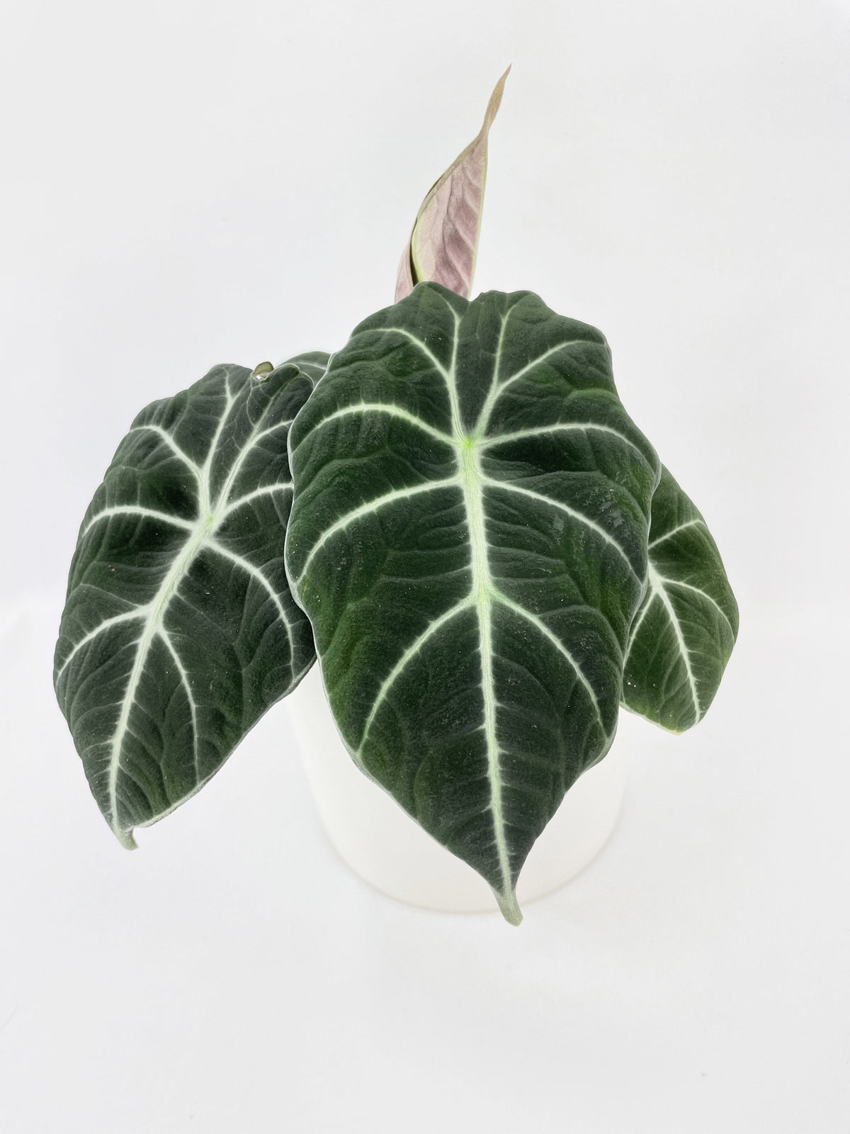 Alocasia Black Velvet by Bumble Plants