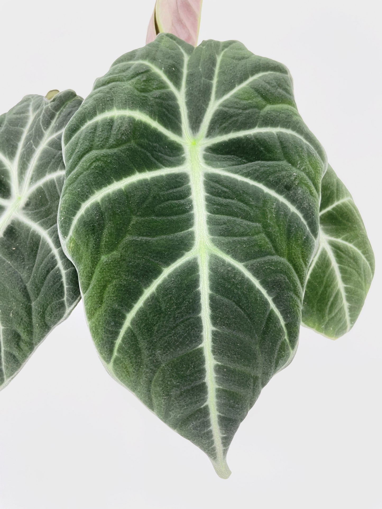 Alocasia Black Velvet by Bumble Plants