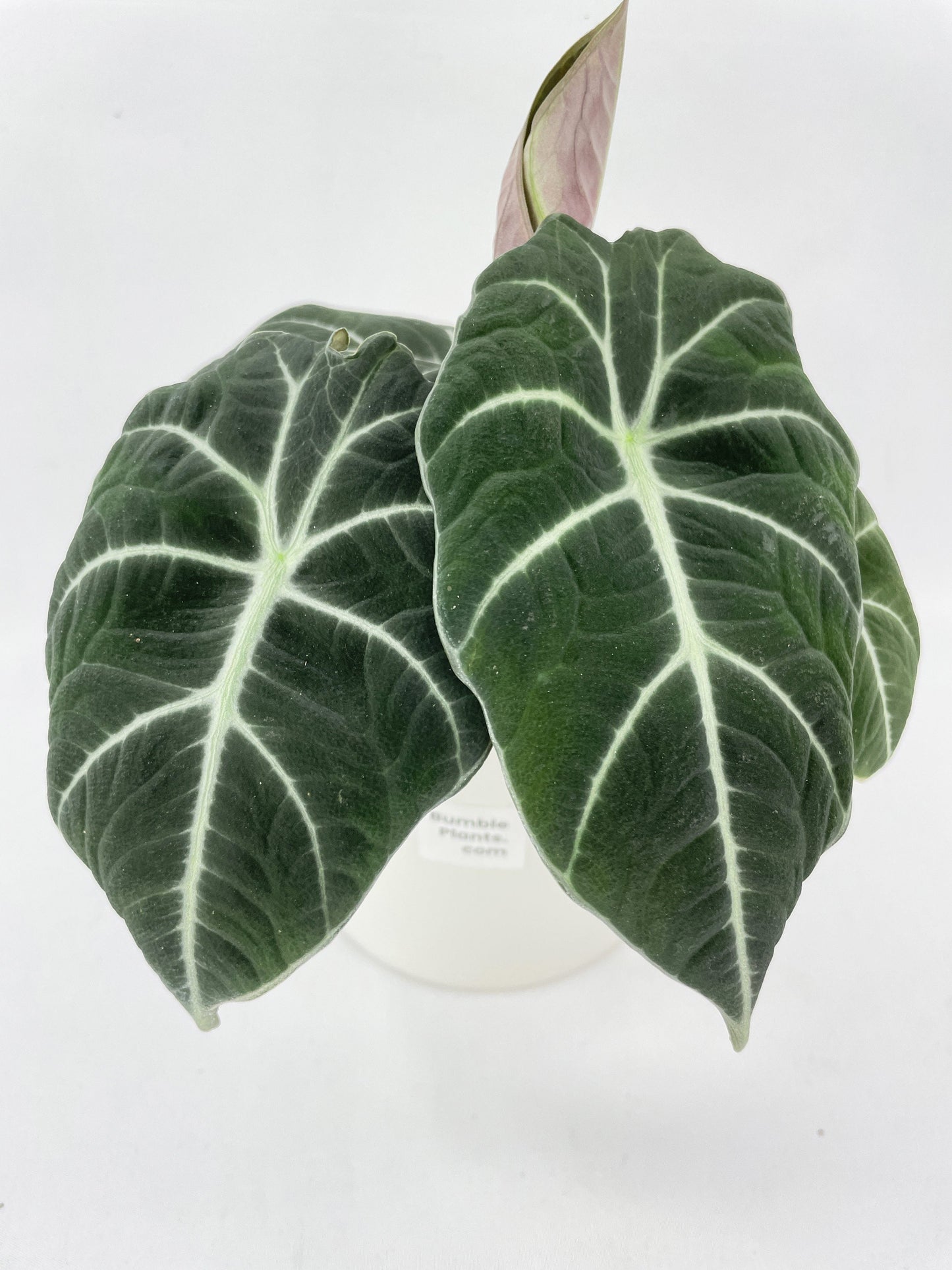 Alocasia Black Velvet by Bumble Plants