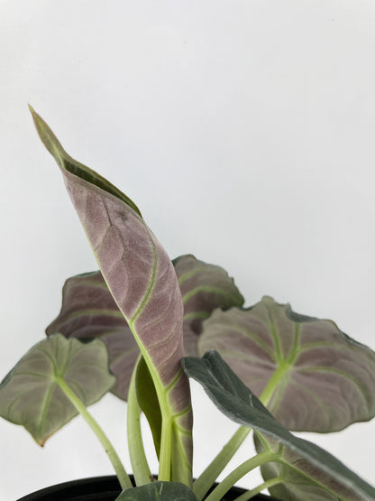 Alocasia Black Velvet by Bumble Plants