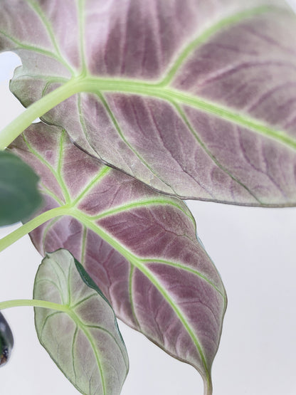 Alocasia Black Velvet by Bumble Plants