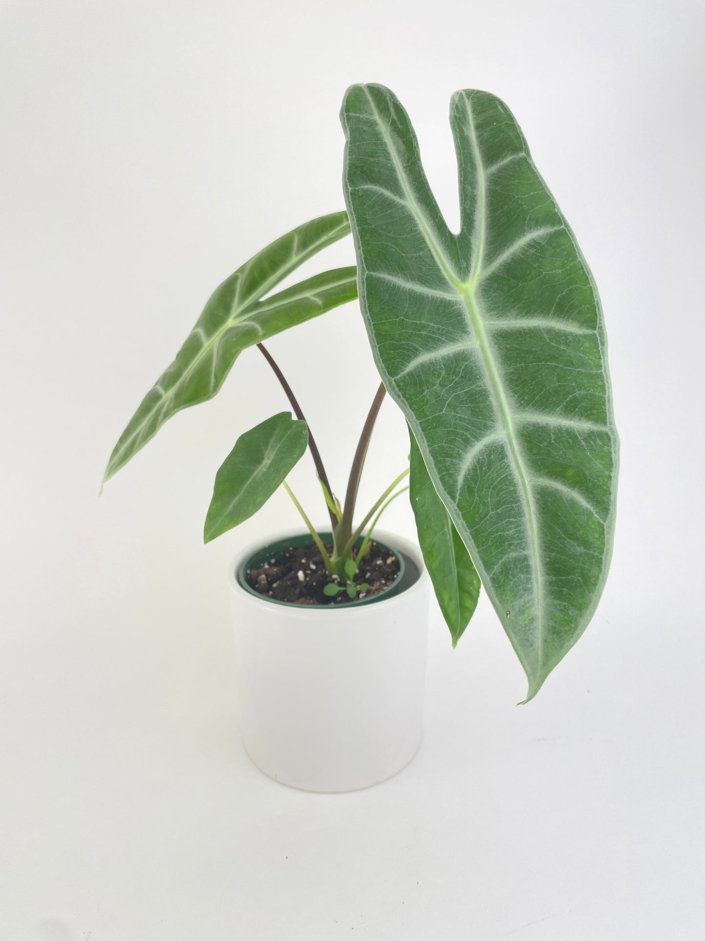 Alocasia Dragon Tooth Longiloba by Bumble Plants