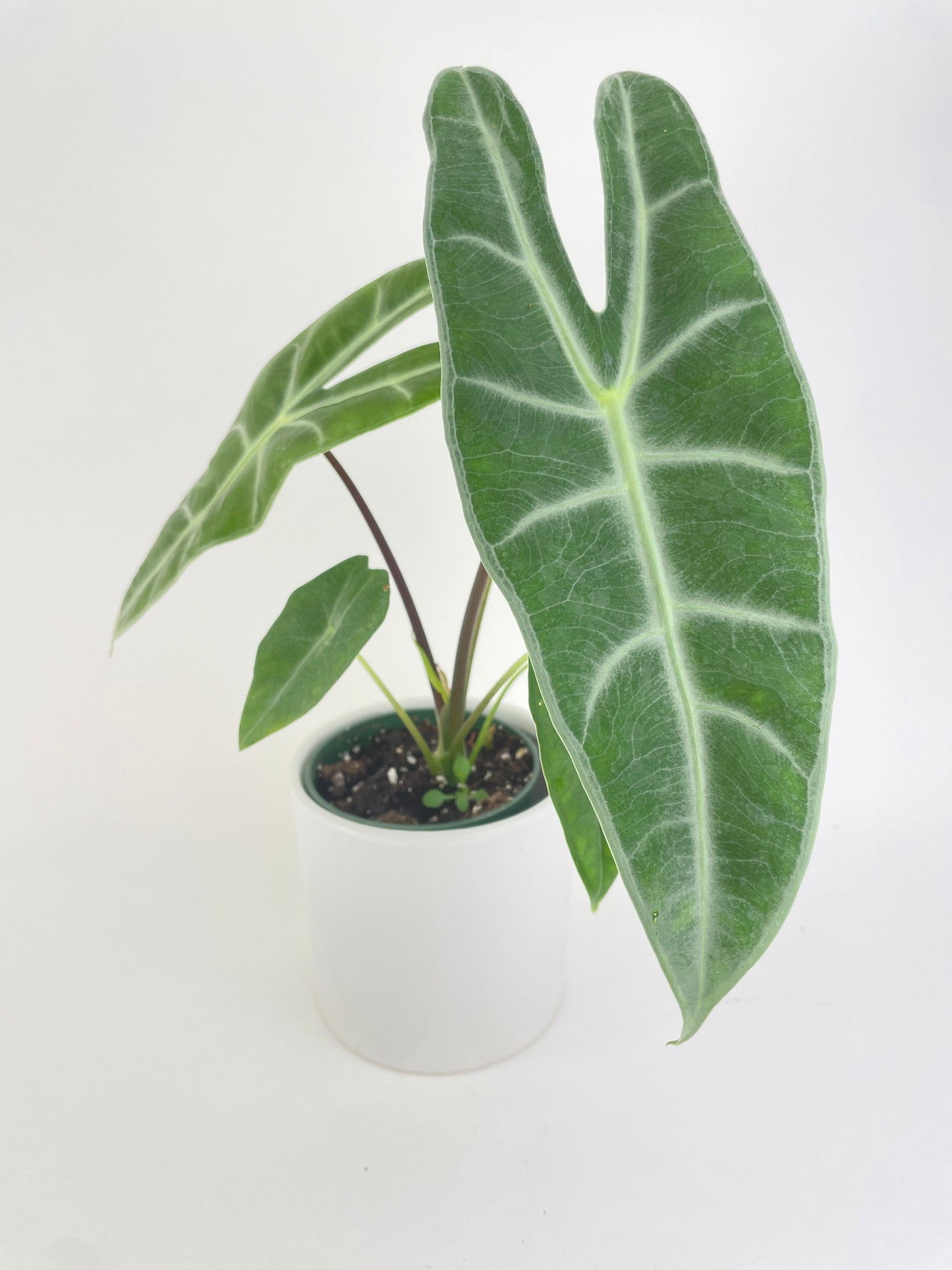 Alocasia Dragon Tooth Longiloba by Bumble Plants