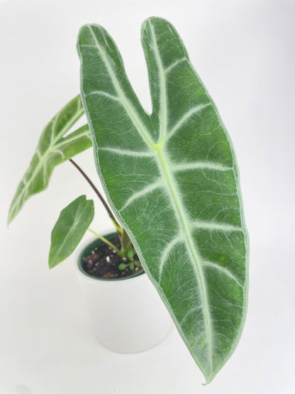 Alocasia Dragon Tooth Longiloba by Bumble Plants