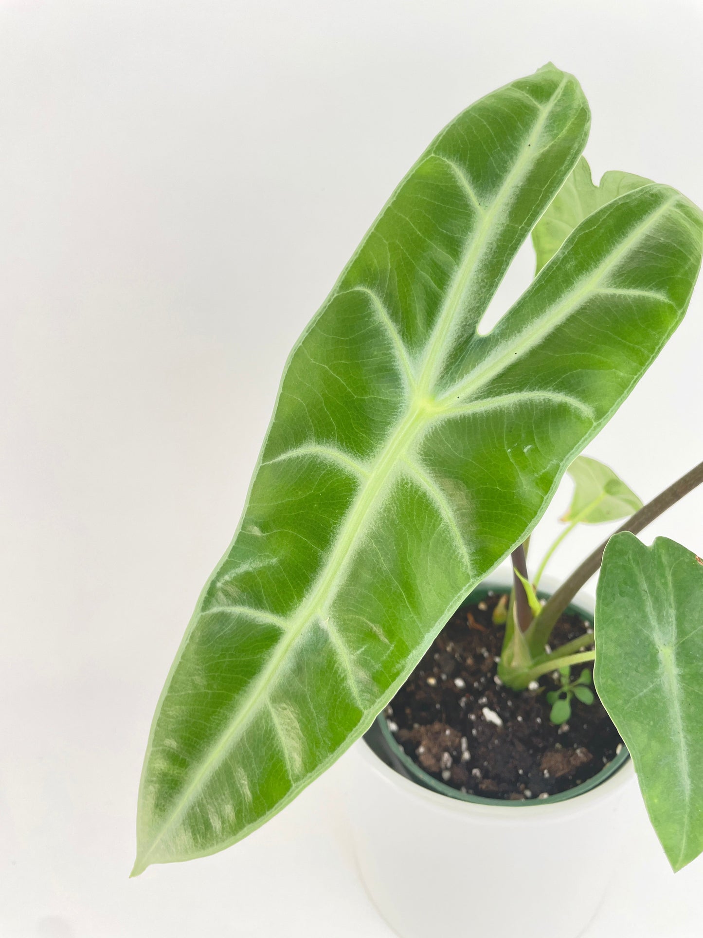 Alocasia Dragon Tooth Longiloba by Bumble Plants