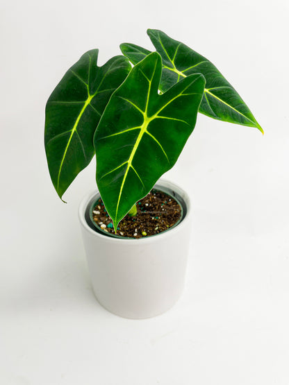 Alocasia Micholitziana 'Frydek' Hybrid by Bumble Plants