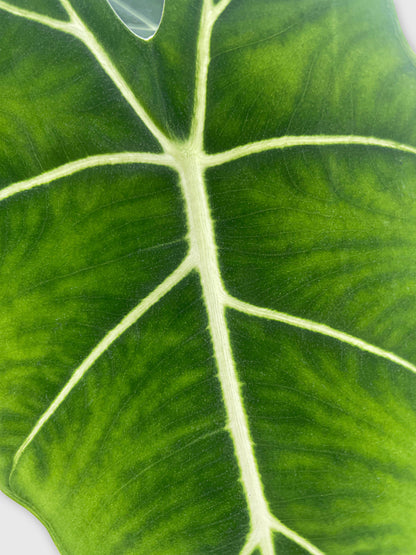 Alocasia Micholitziana 'Frydek' Hybrid by Bumble Plants