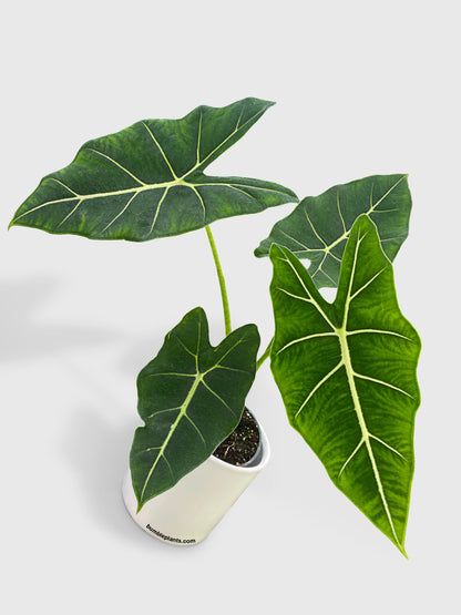 Alocasia Micholitziana 'Frydek' Hybrid by Bumble Plants