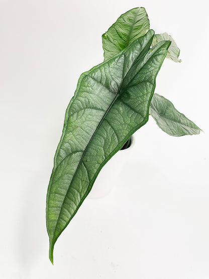 Alocasia Heterophylla Silver 'Dragon's Breath by Bumble Plants