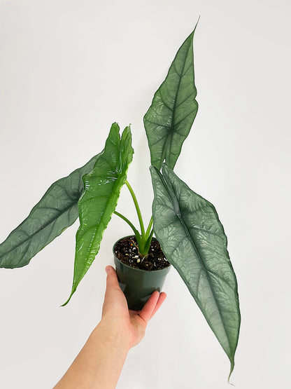 Alocasia Heterophylla Silver 'Dragon's Breath by Bumble Plants