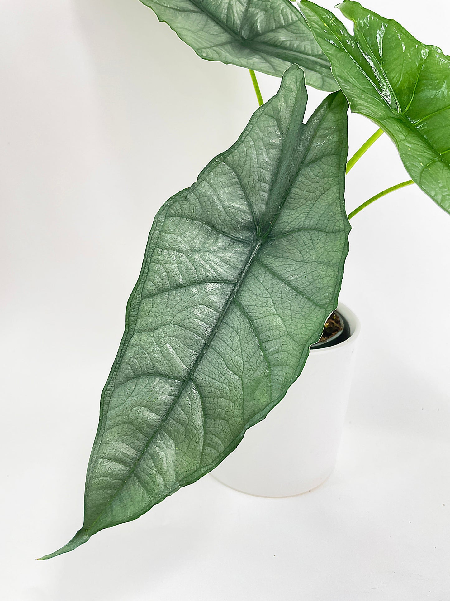 Alocasia Heterophylla Silver 'Dragon's Breath by Bumble Plants