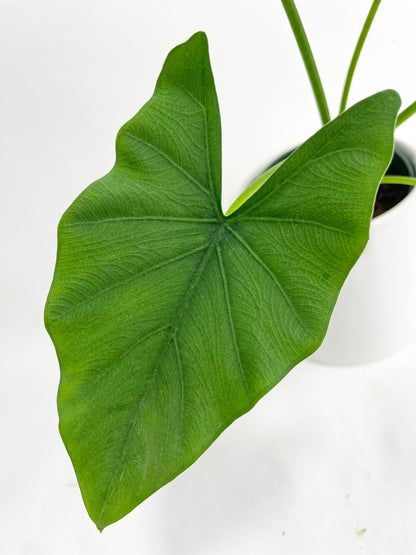 Alocasia Puber 'Green Goddess' by Bumble Plants