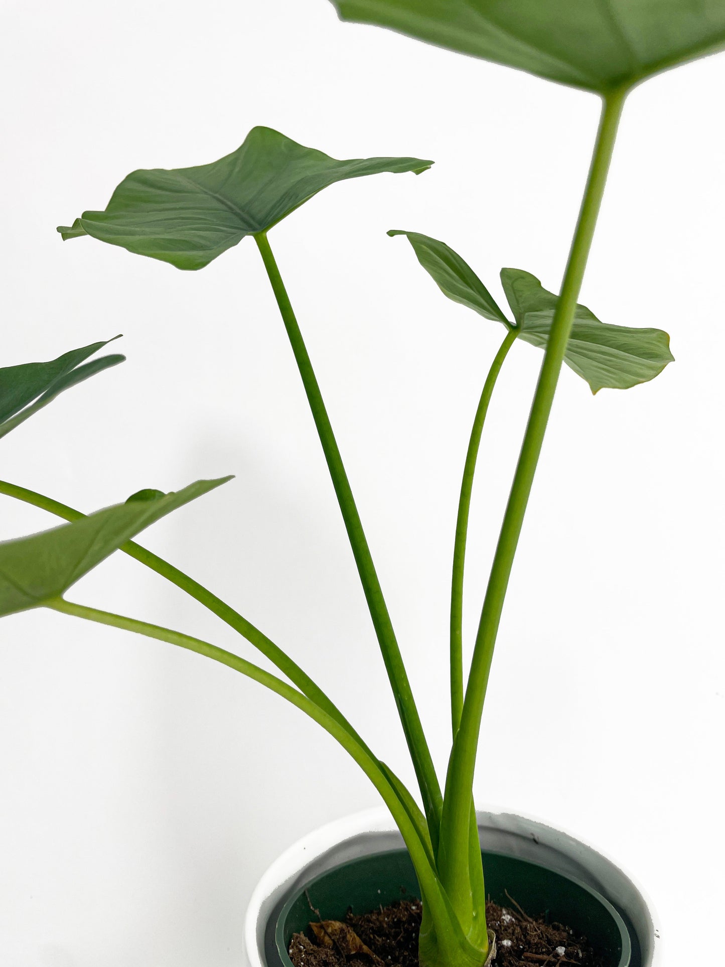 Alocasia Puber 'Green Goddess' by Bumble Plants