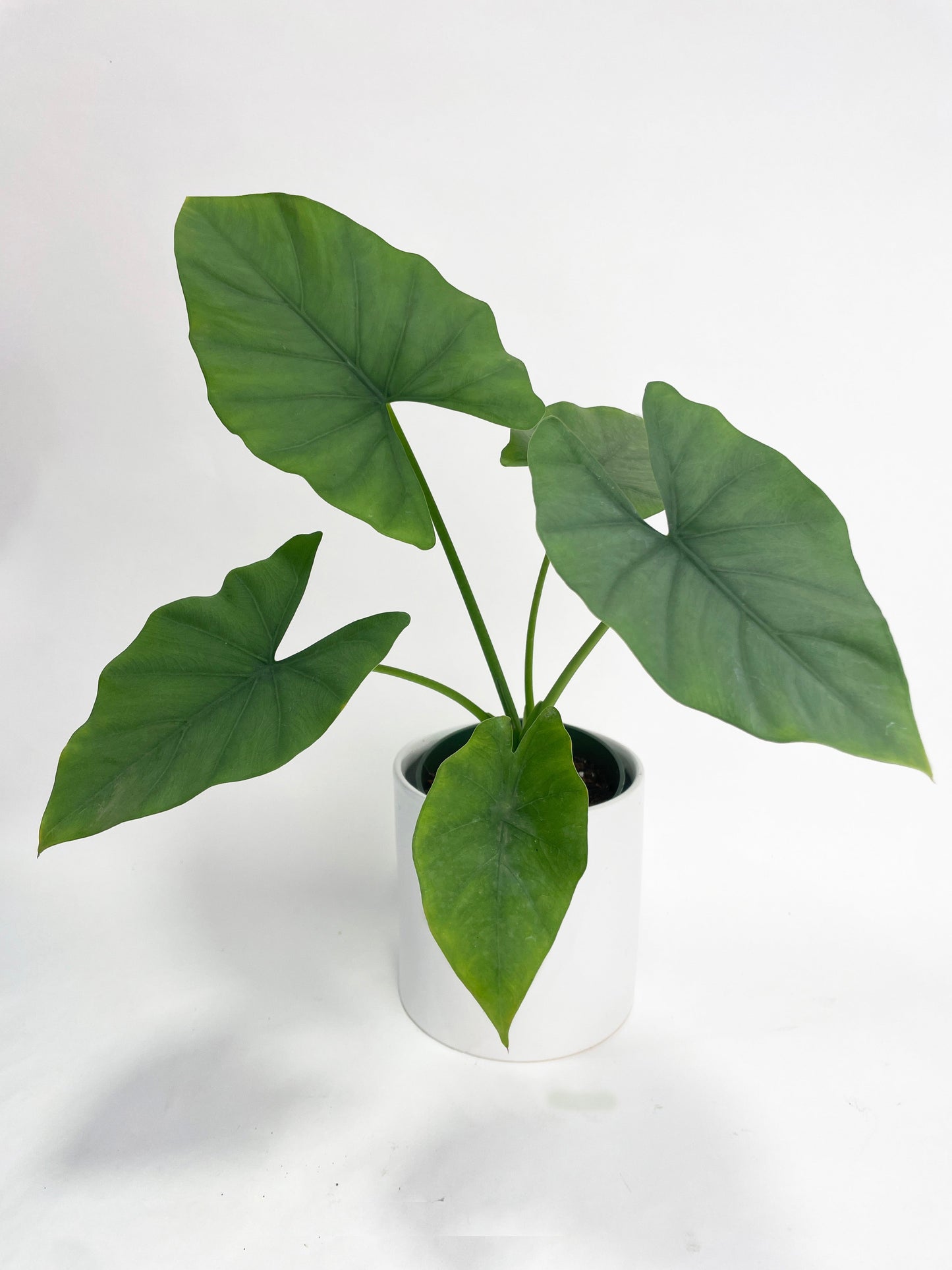 Alocasia Puber 'Green Goddess' by Bumble Plants