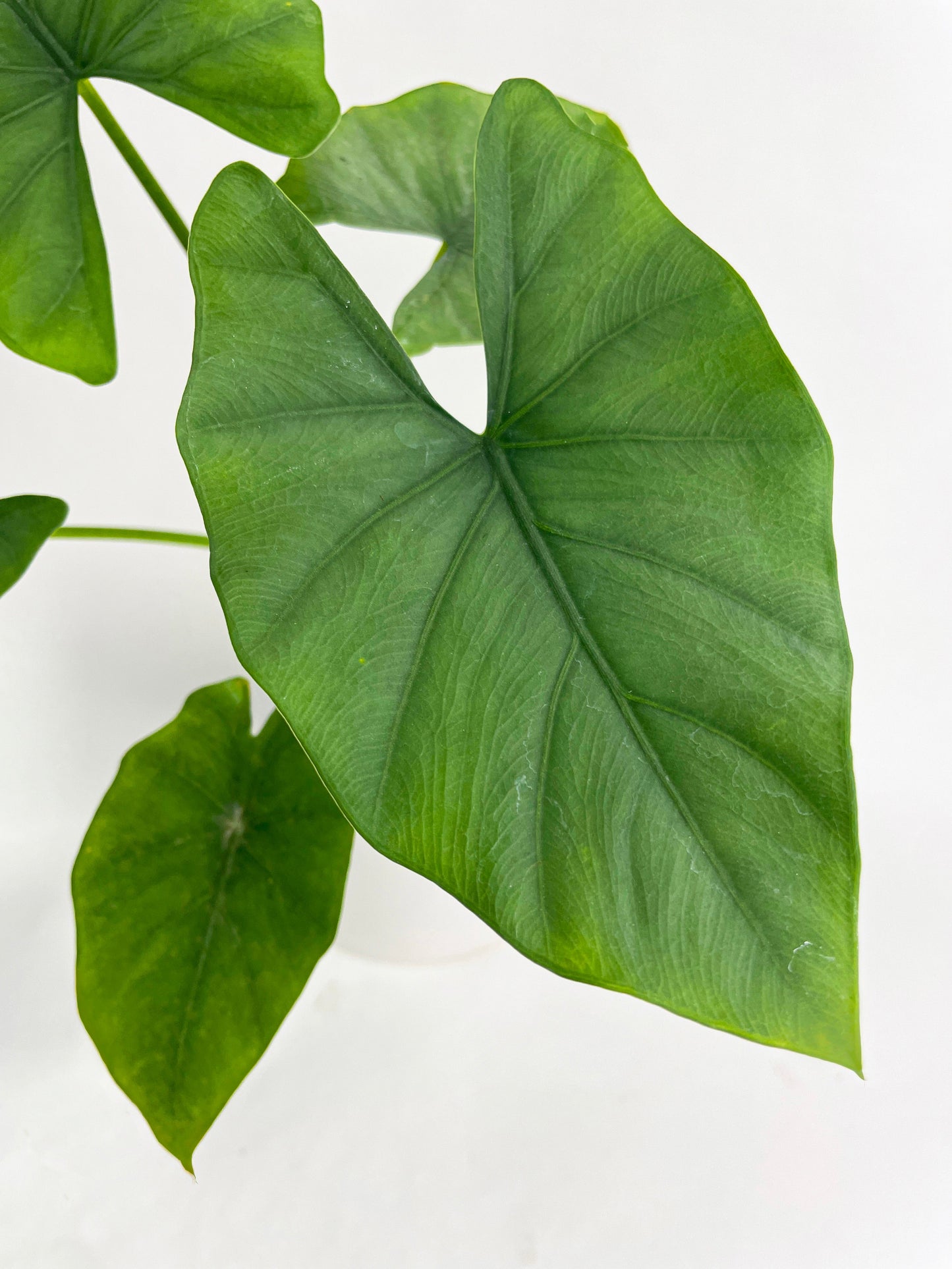 Alocasia Puber 'Green Goddess' by Bumble Plants