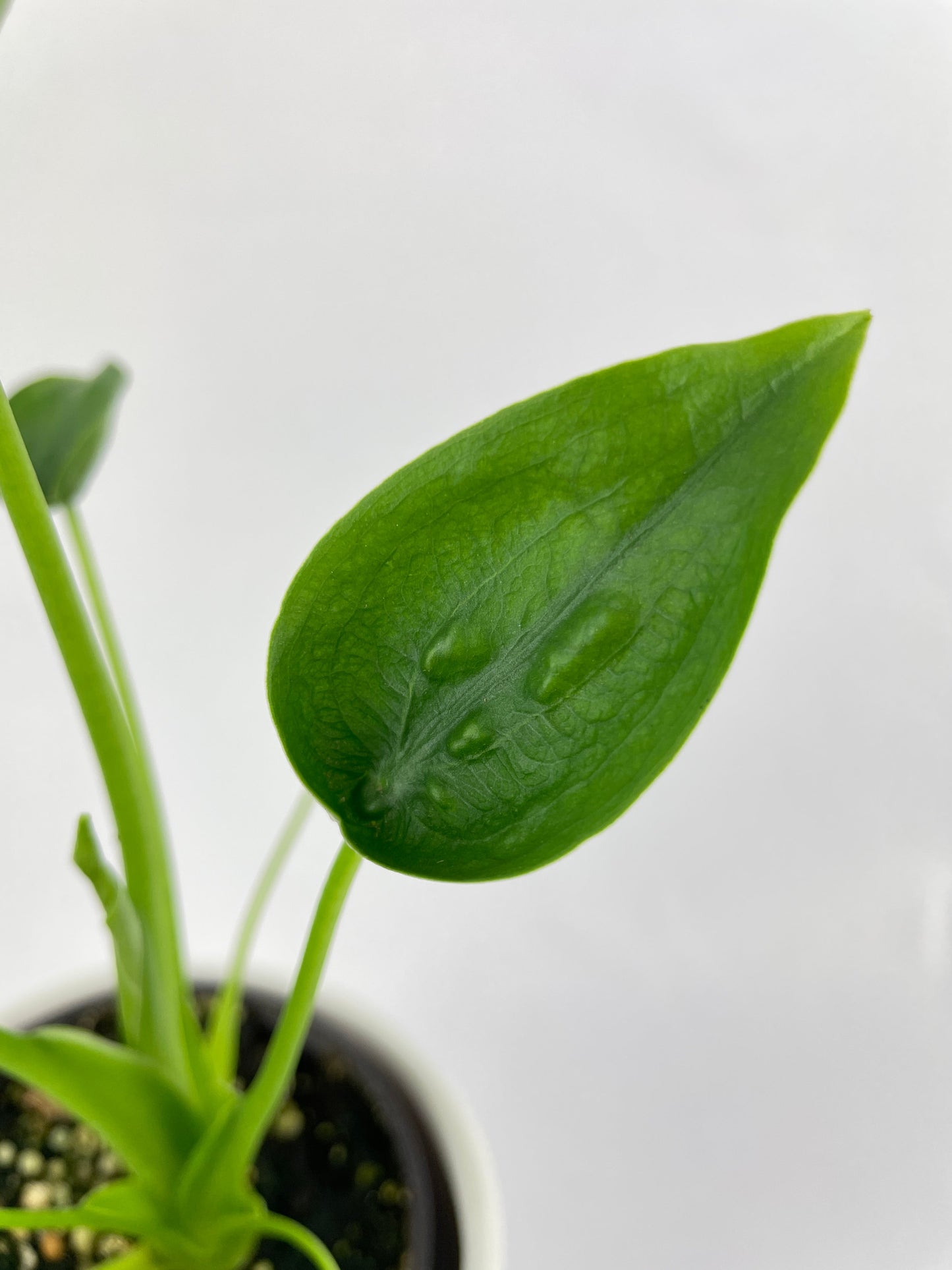 Alocasia Tiny Dancers Hybrid by Bumble Plants