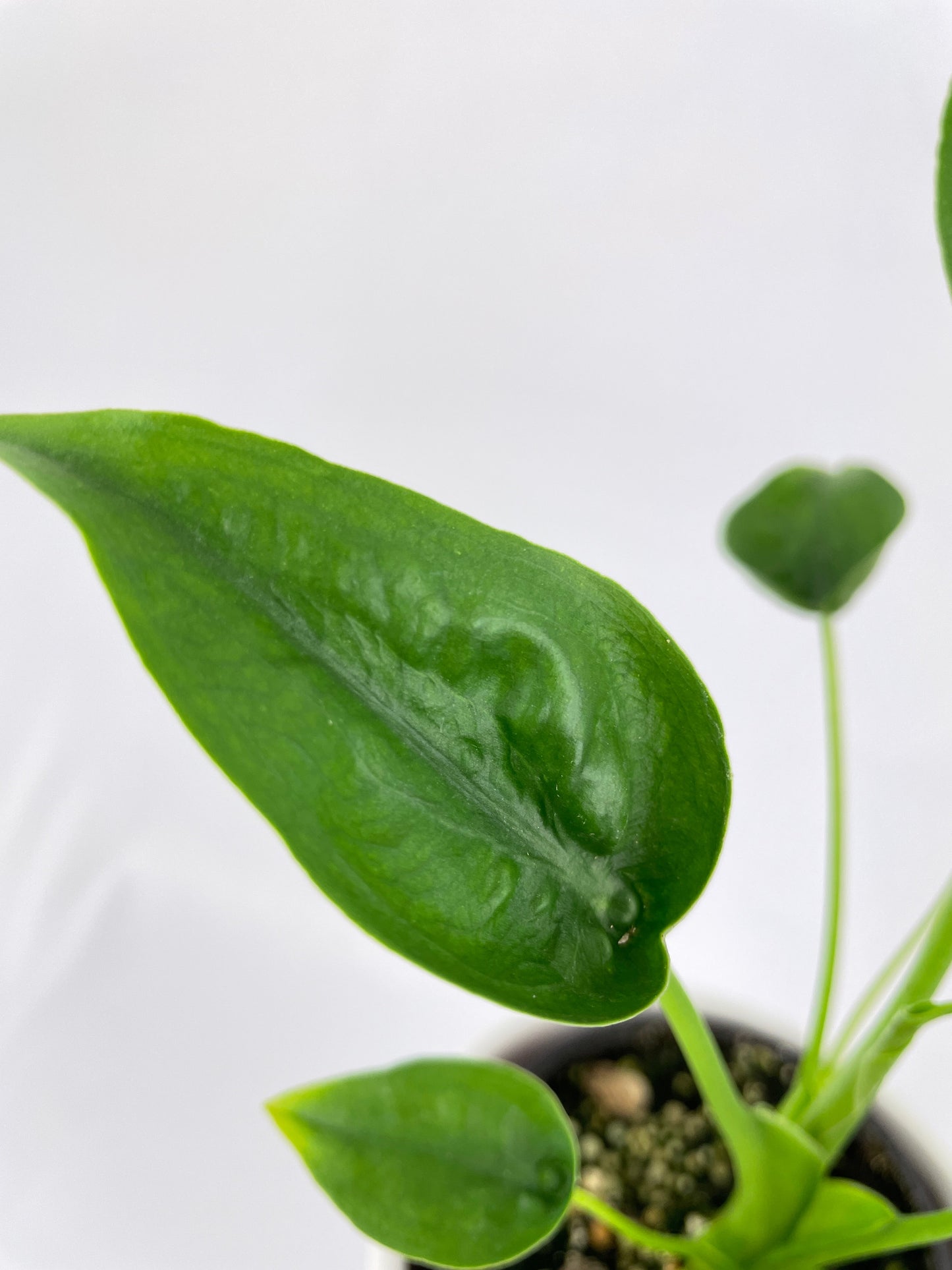 Alocasia Tiny Dancers Hybrid by Bumble Plants