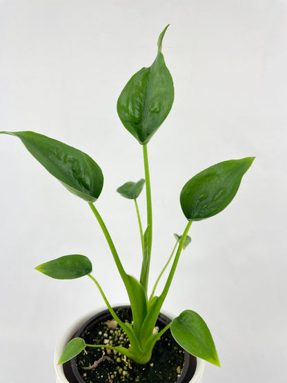 Alocasia Tiny Dancers Hybrid by Bumble Plants