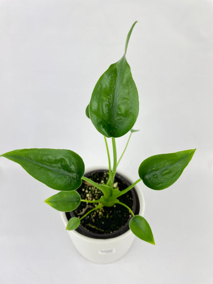 Alocasia Tiny Dancers Hybrid by Bumble Plants