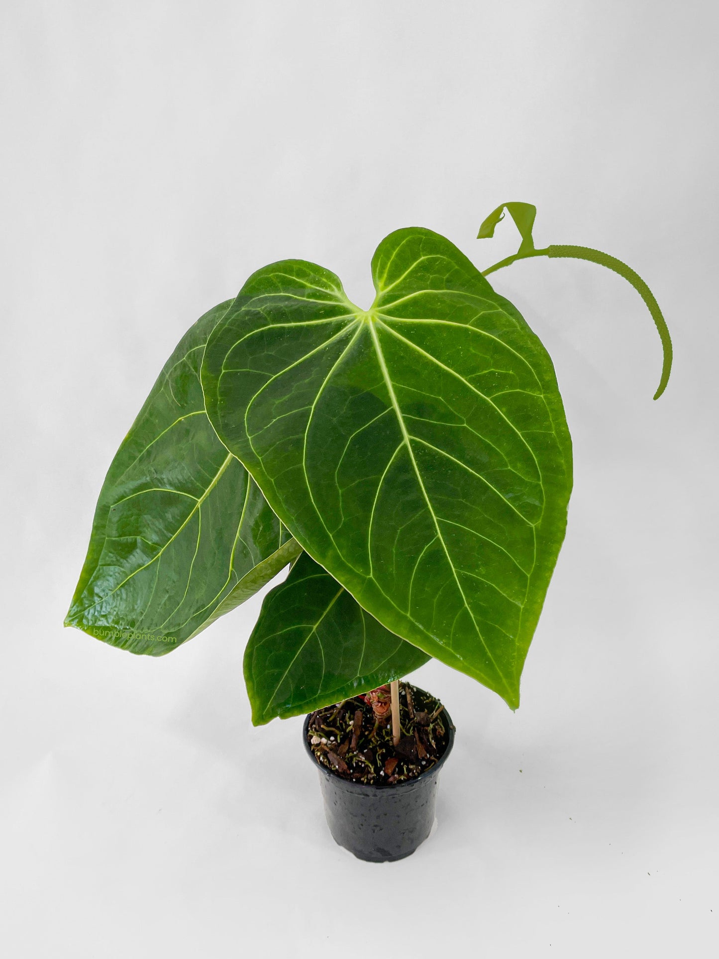 Anthurium Magnificum by Bumble Plants