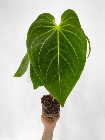 Anthurium Magnificum by Bumble Plants