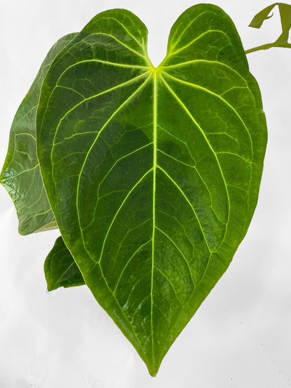 Anthurium Magnificum by Bumble Plants