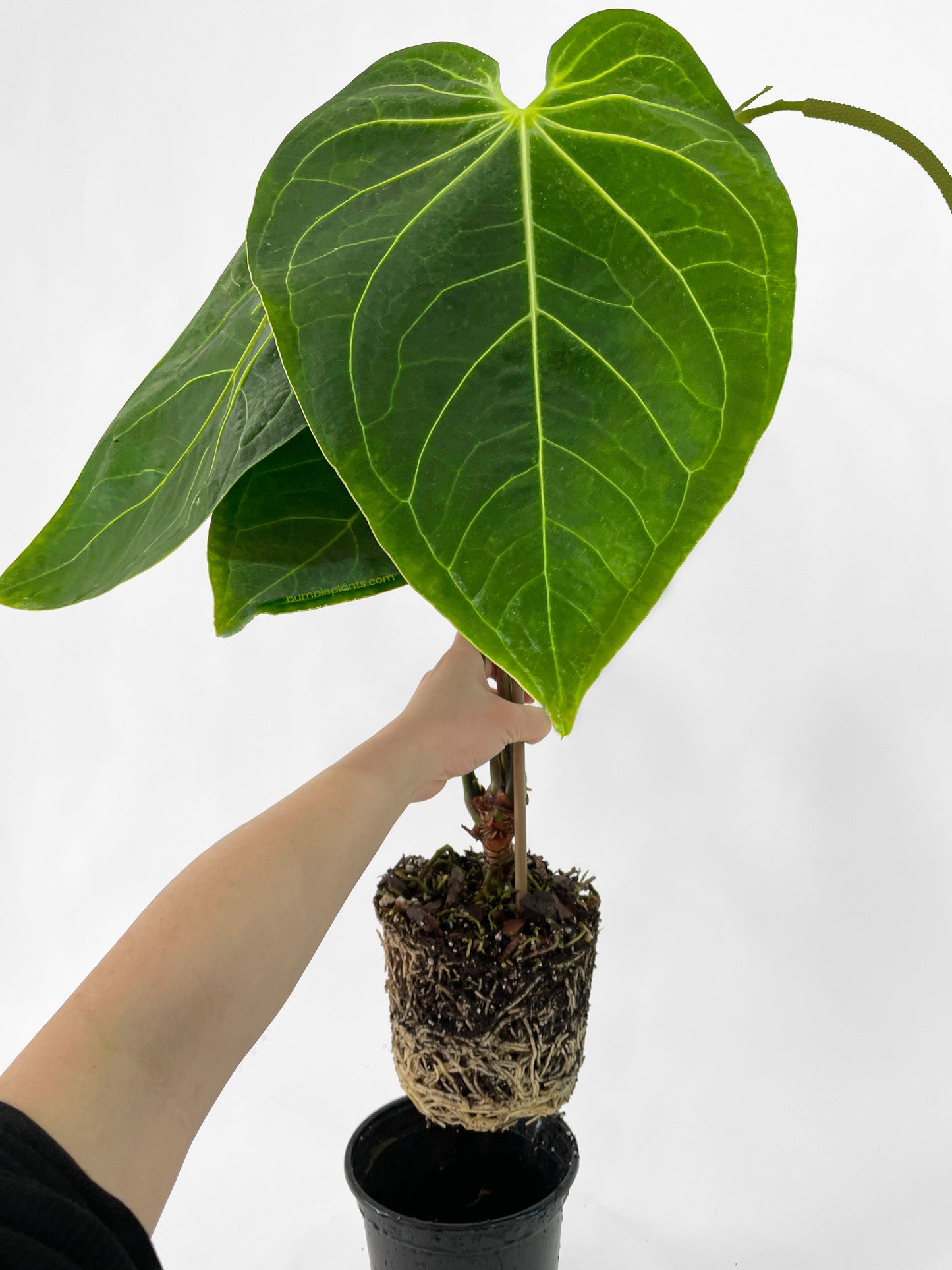 Anthurium Magnificum by Bumble Plants