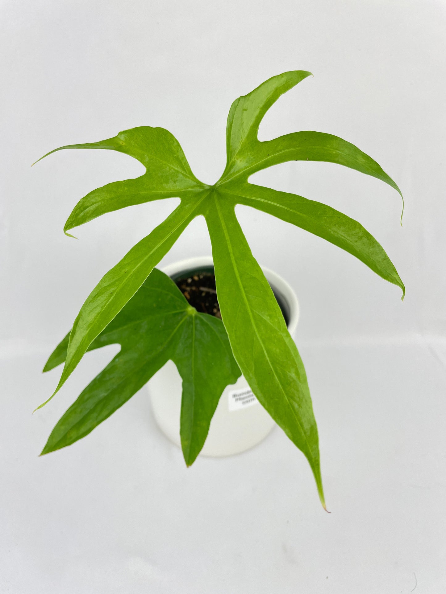 Anthurium Pedatoradiatum by Bumble Plants