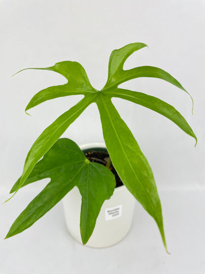 Anthurium Pedatoradiatum by Bumble Plants