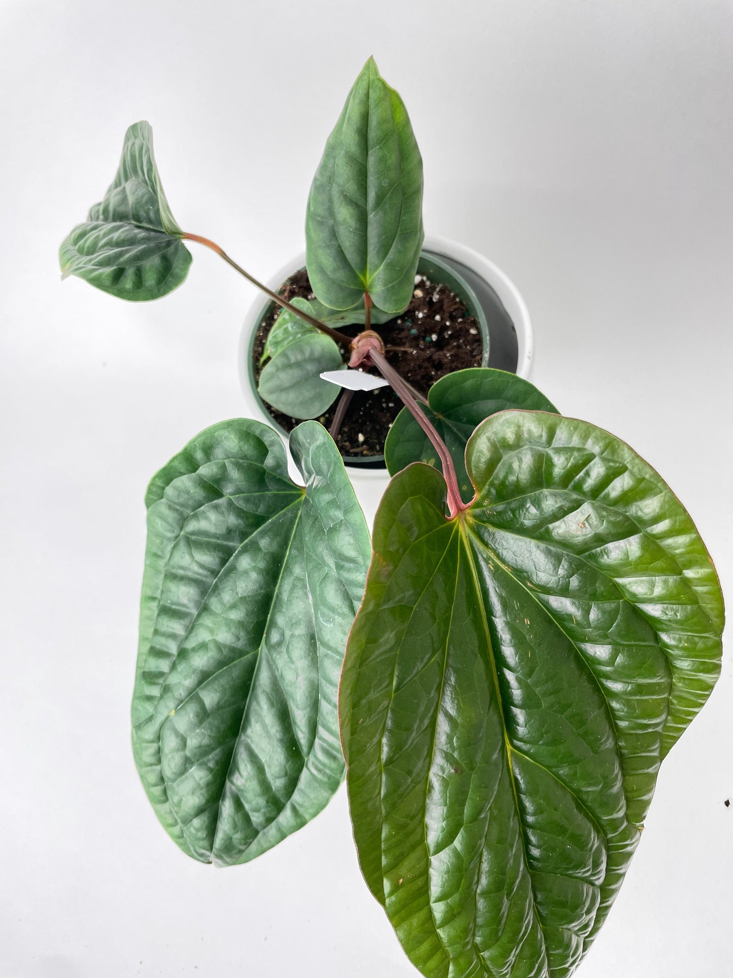 Anthurium Radicans by Bumble Plants