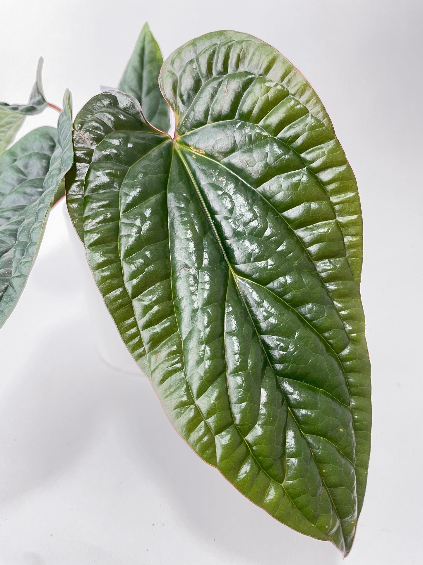 Anthurium Radicans by Bumble Plants