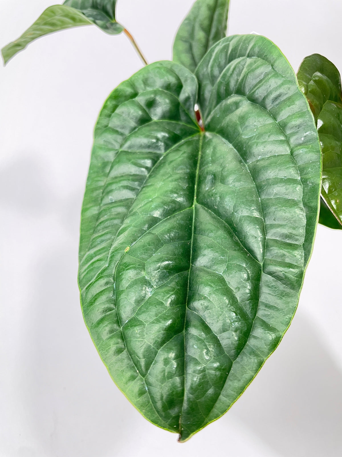 Anthurium Radicans by Bumble Plants