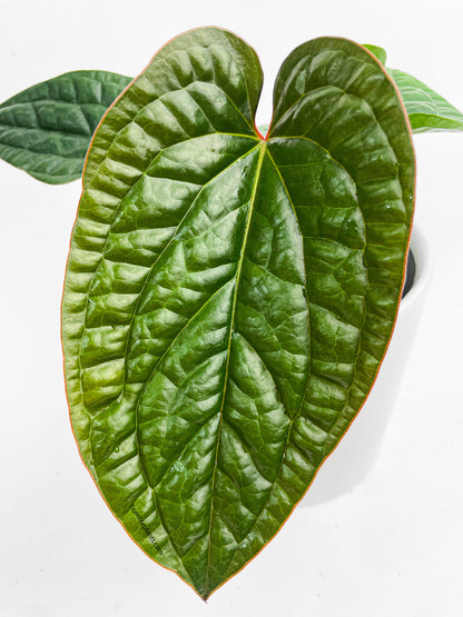 Anthurium Radicans x Luxurians Hybrid by Bumble Plants