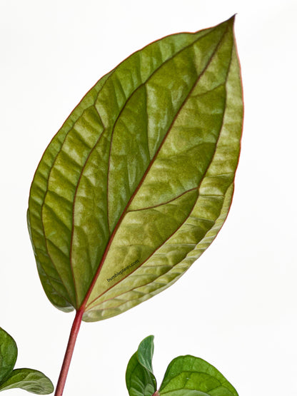 Anthurium Radicans x Luxurians Hybrid by Bumble Plants