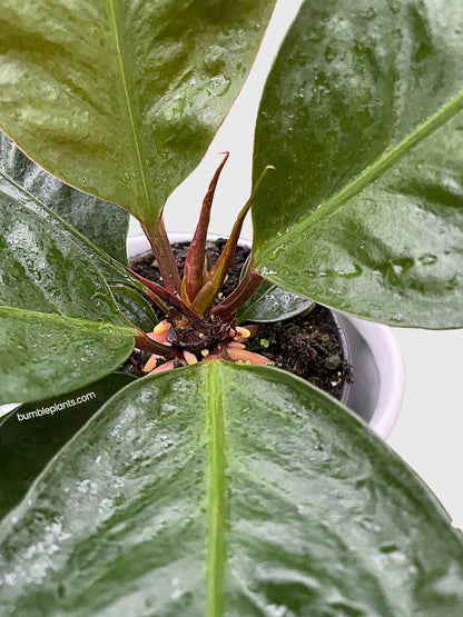 Anthurium Superbum 'Bird's Nest' by Bumble Plants