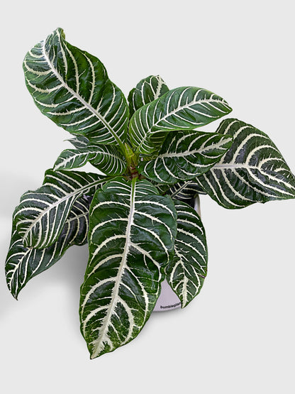 Aphelandra Squarrosa 'Zebra Plant' by Bumble Plants