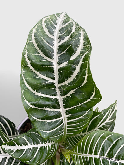 Aphelandra Squarrosa 'Zebra Plant' by Bumble Plants