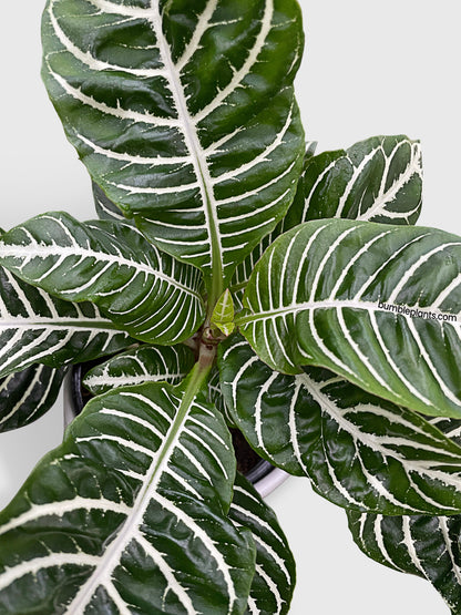 Aphelandra Squarrosa 'Zebra Plant' by Bumble Plants