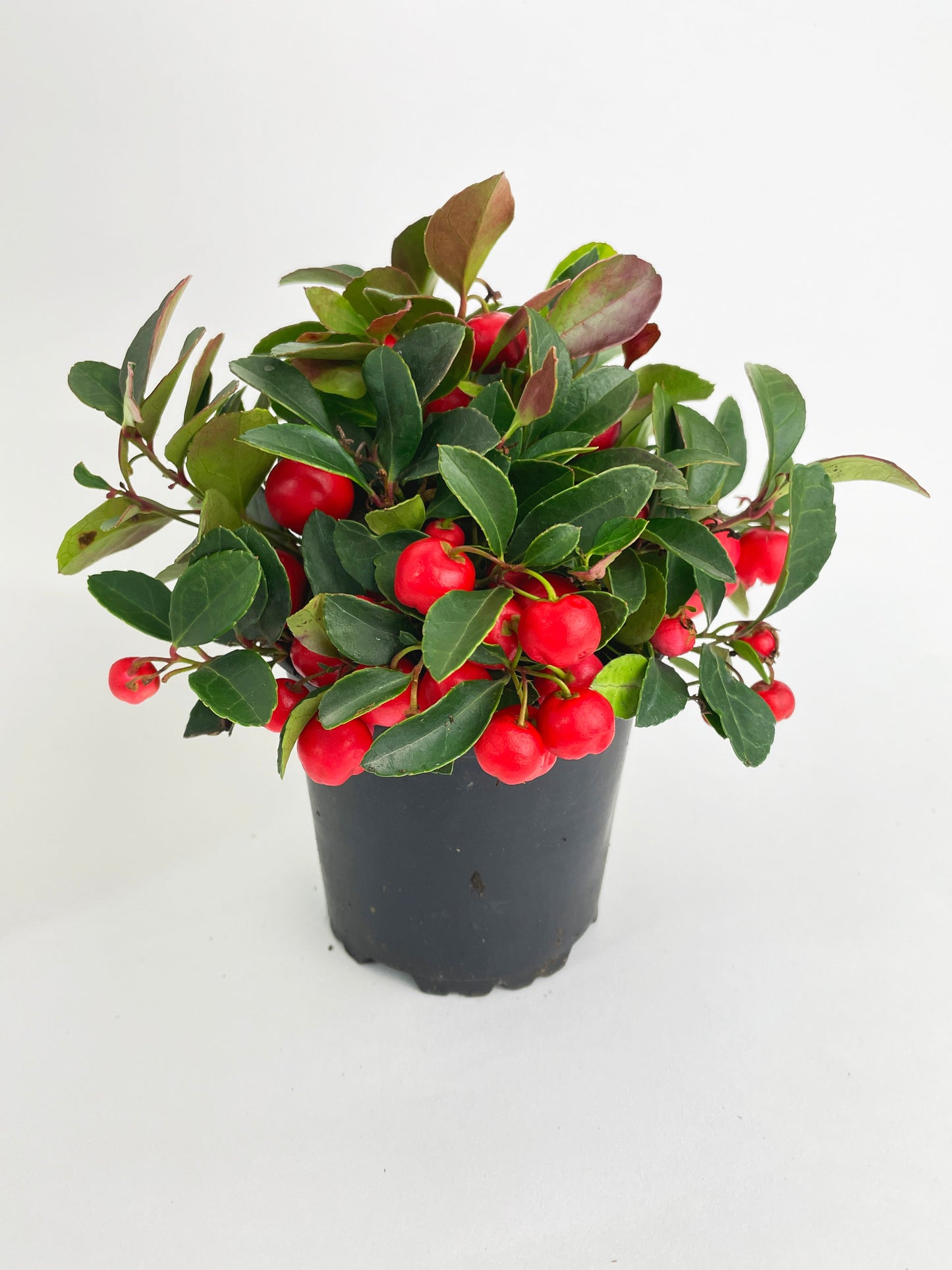 Ardisia Crenata Christmas Berry Plant by Bumble Plants