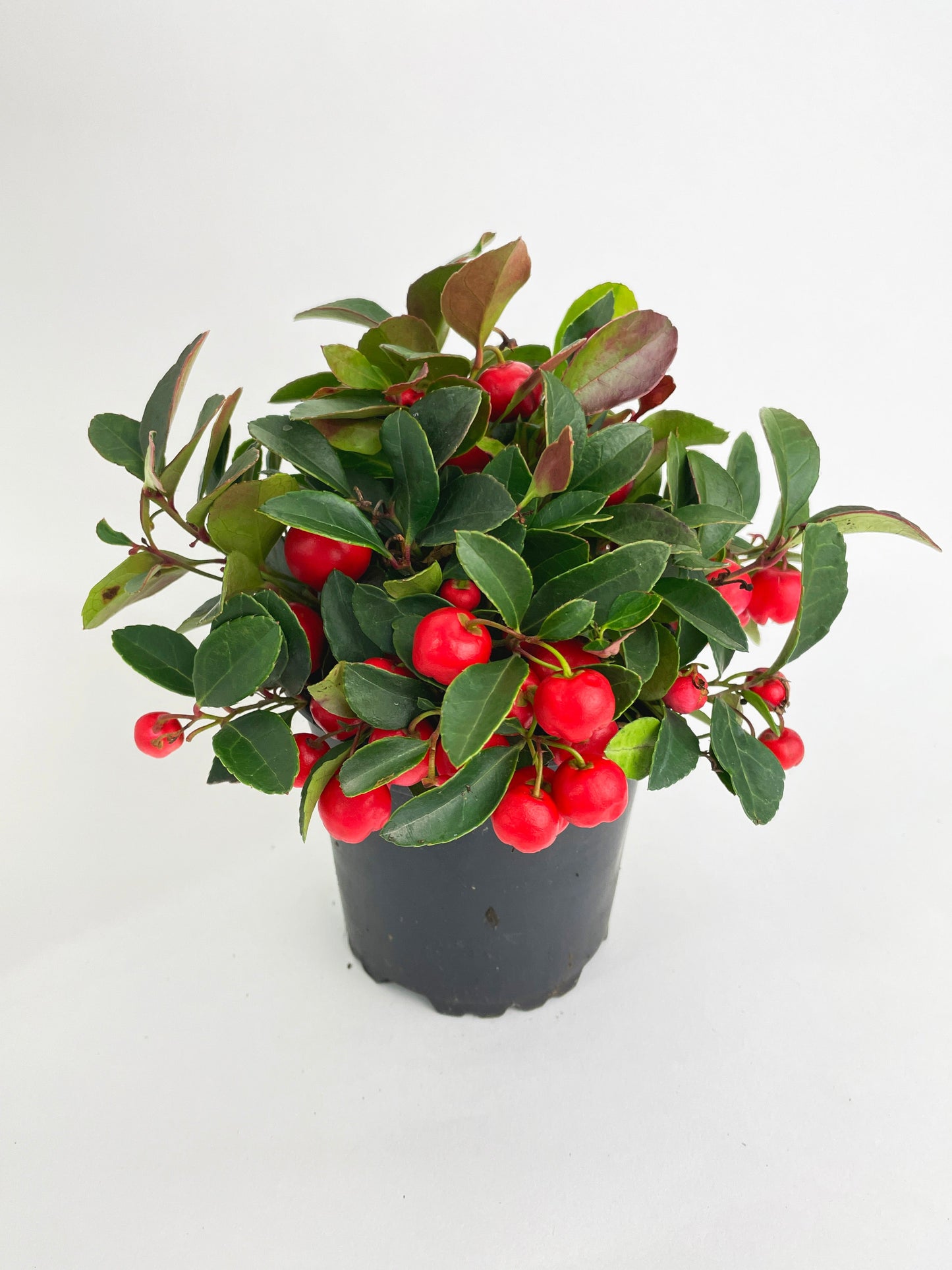 Ardisia Crenata Christmas Berry Plant by Bumble Plants